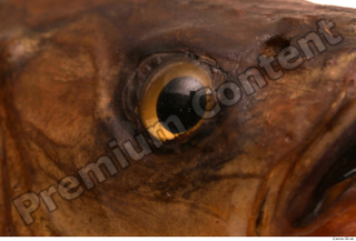 Common chub Squalius cephalus eye 0002.jpg